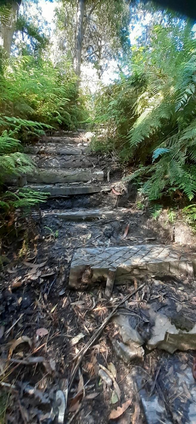 Junction gully walking trail, tree fern forest